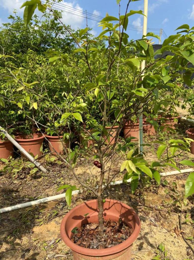 嘉宝果树苗树葡萄苗正宗台湾树葡萄果树四季南北种植当年结果