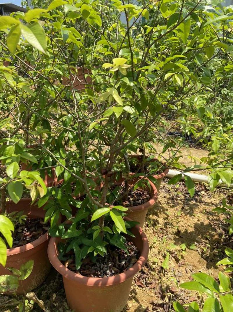 嘉宝果树苗树葡萄苗正宗台湾树葡萄果树四季南北种植当年结果