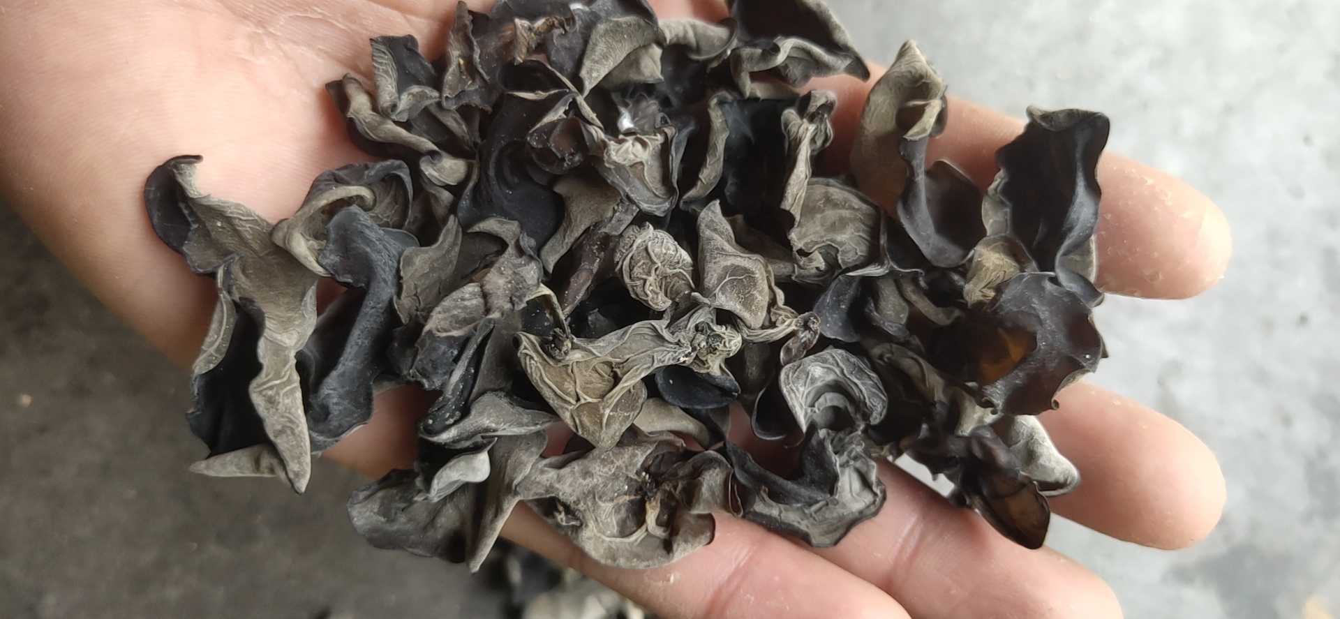 并排对比摄影:左侧烧杯中为优质干黑木耳经30分钟冷水泡发后的清澈淡黄褐色浸提液,木耳本体饱满黑亮;右侧烧杯中为疑似染色样品泡发液,呈现异常均匀的灰黑色浑浊液,底部可见微量黑色沉淀,两杯液面高度、温度与光照条件完全一致,凸显天然色素与人工染料溶出行为的本质差异 对比图:天然黑木耳与染色黑木耳泡发后水溶液状态