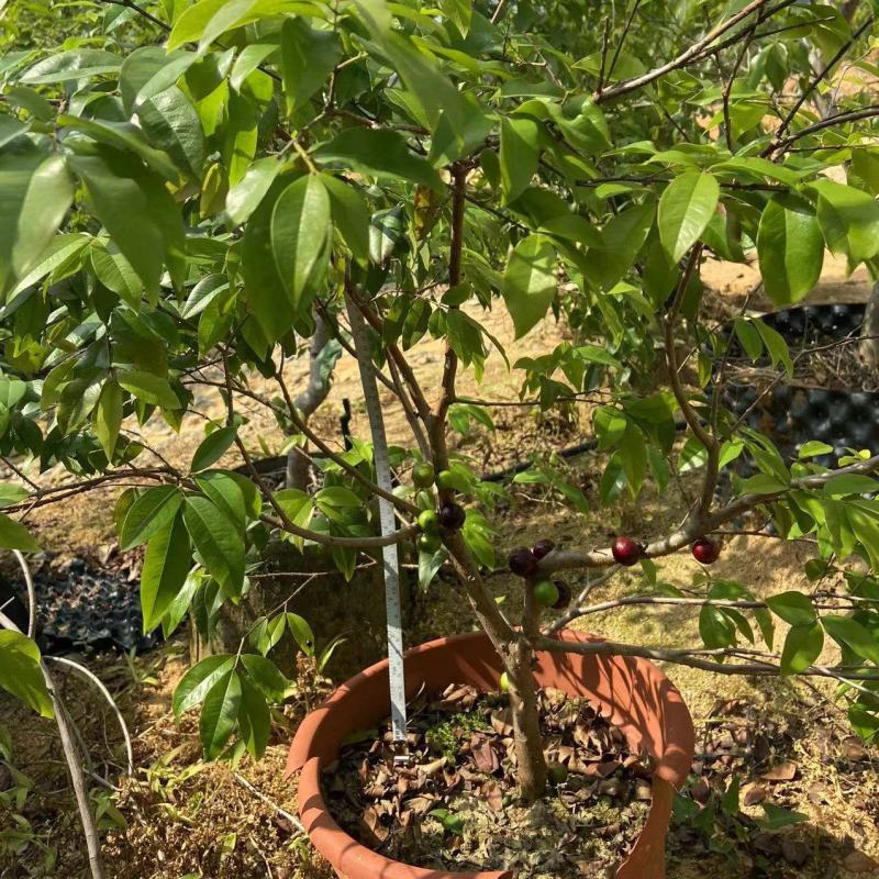 嘉宝果树苗树葡萄苗正宗台湾树葡萄果树四季南北种植当年结果
