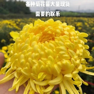 黄山馒头金丝皇菊老根苗和扦插苗包技术包回收诚信经营