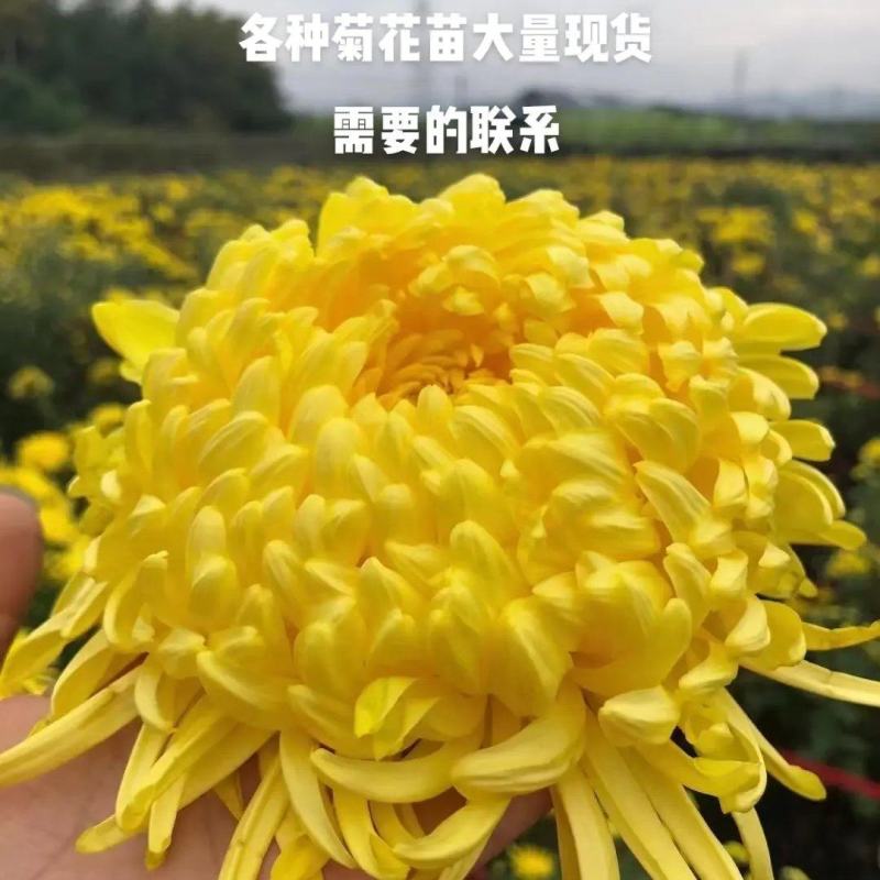 黄山馒头金丝皇菊老根苗和扦插苗包技术包回收诚信经营