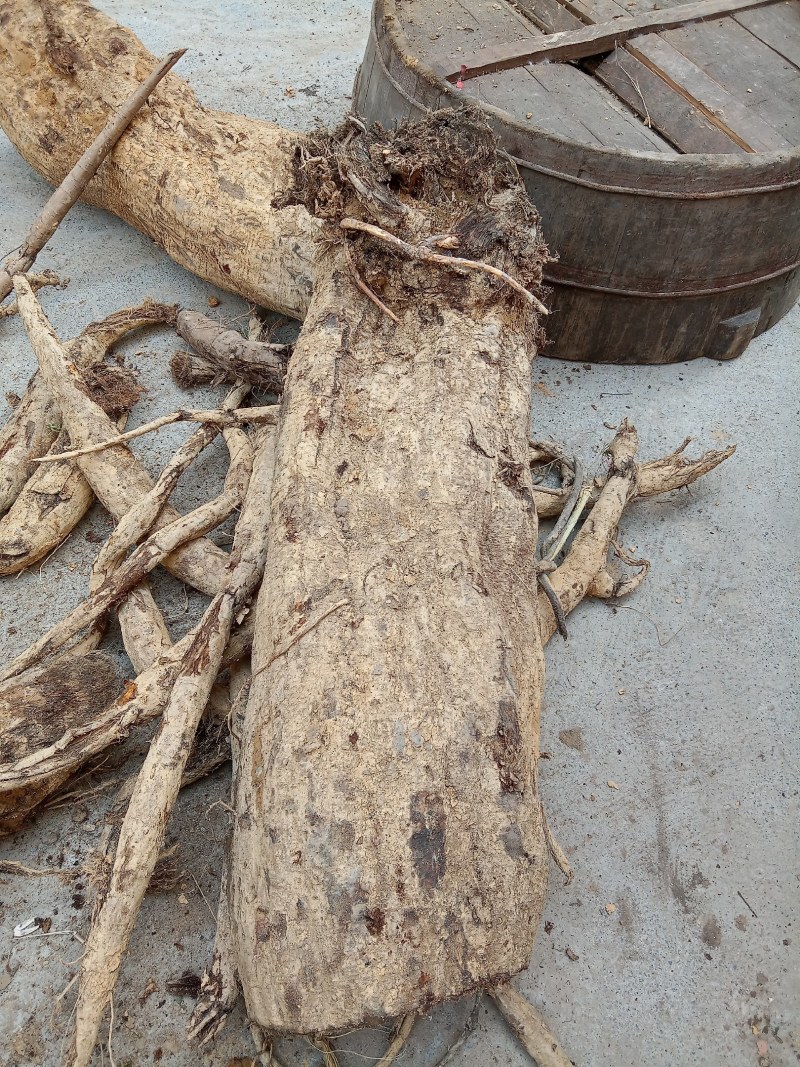 葛根柴葛粉葛干块鲜货都有