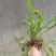 野生现挖新鲜蒲公英苗野生婆婆丁野菜四季盆栽蔬菜药材苗