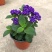 香水草盆栽芳香四季驱蚊花卉大苗室内庭院阳台植物蓝香草