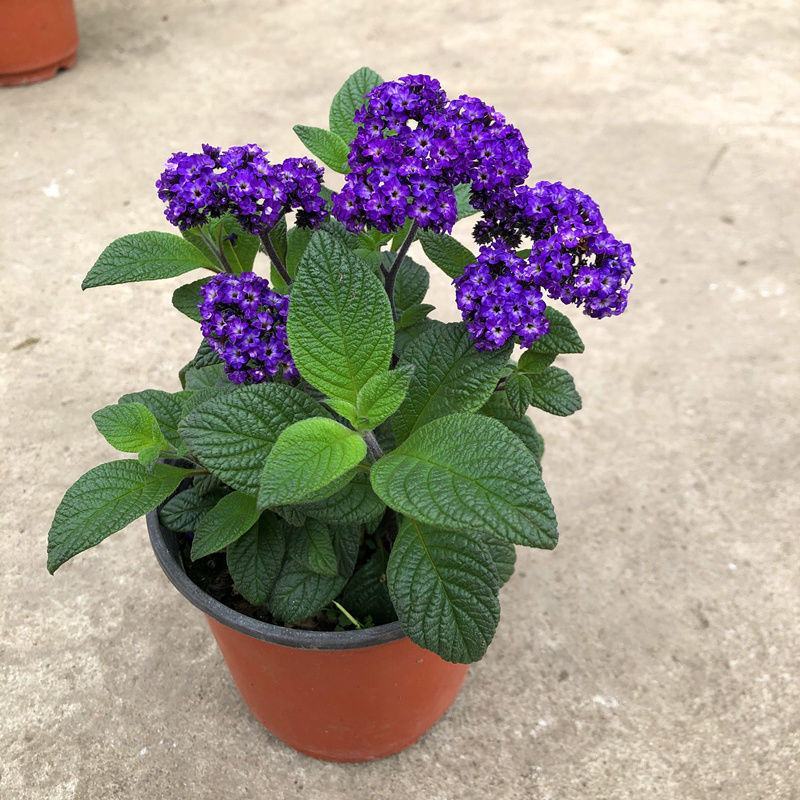 香水草盆栽芳香四季驱蚊花卉大苗室内庭院阳台植物蓝香草
