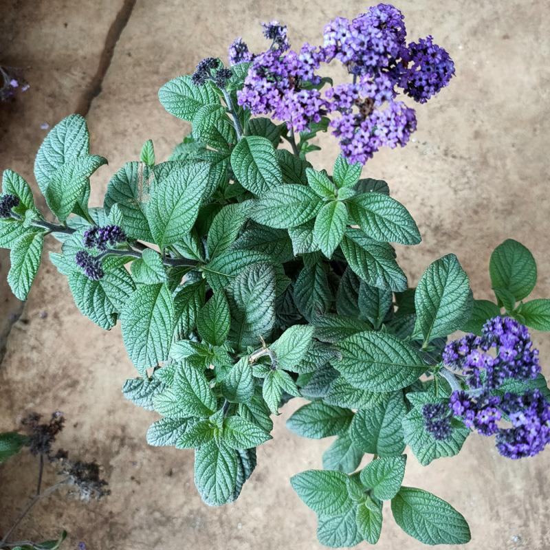 香水草盆栽芳香四季驱蚊花卉大苗室内庭院阳台植物蓝香草