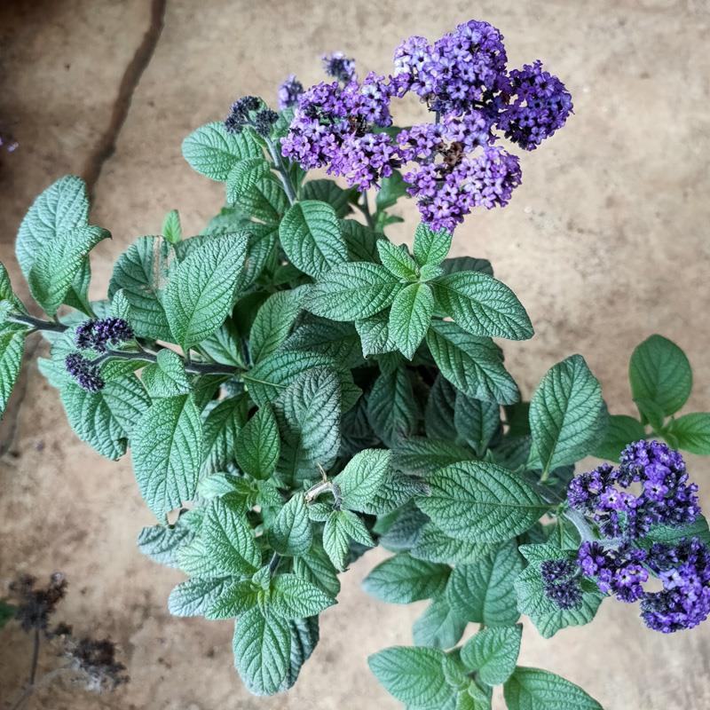 香水草盆栽芳香四季驱蚊花卉大苗室内庭院阳台植物蓝香草