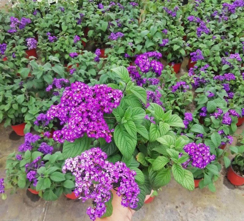香水草盆栽芳香四季驱蚊花卉大苗室内庭院阳台植物蓝香草
