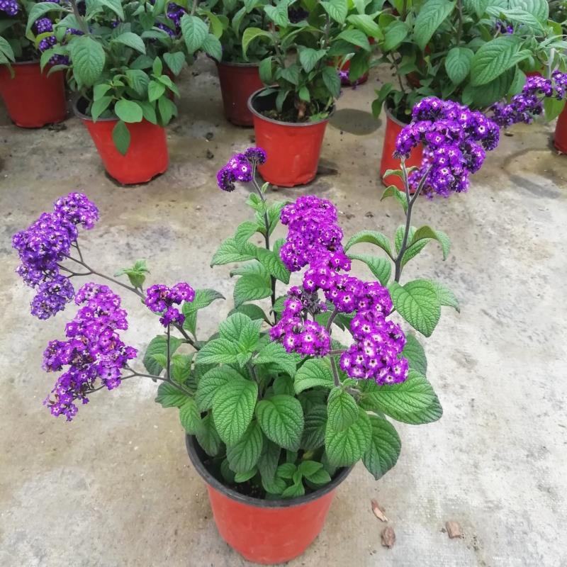 香水草盆栽芳香四季驱蚊花卉大苗室内庭院阳台植物蓝香草