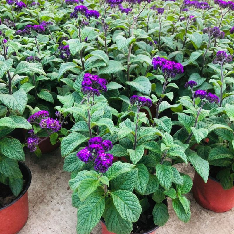 香水草盆栽芳香四季驱蚊花卉大苗室内庭院阳台植物蓝香草