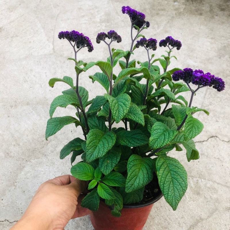 香水草盆栽芳香四季驱蚊花卉大苗室内庭院阳台植物蓝香草