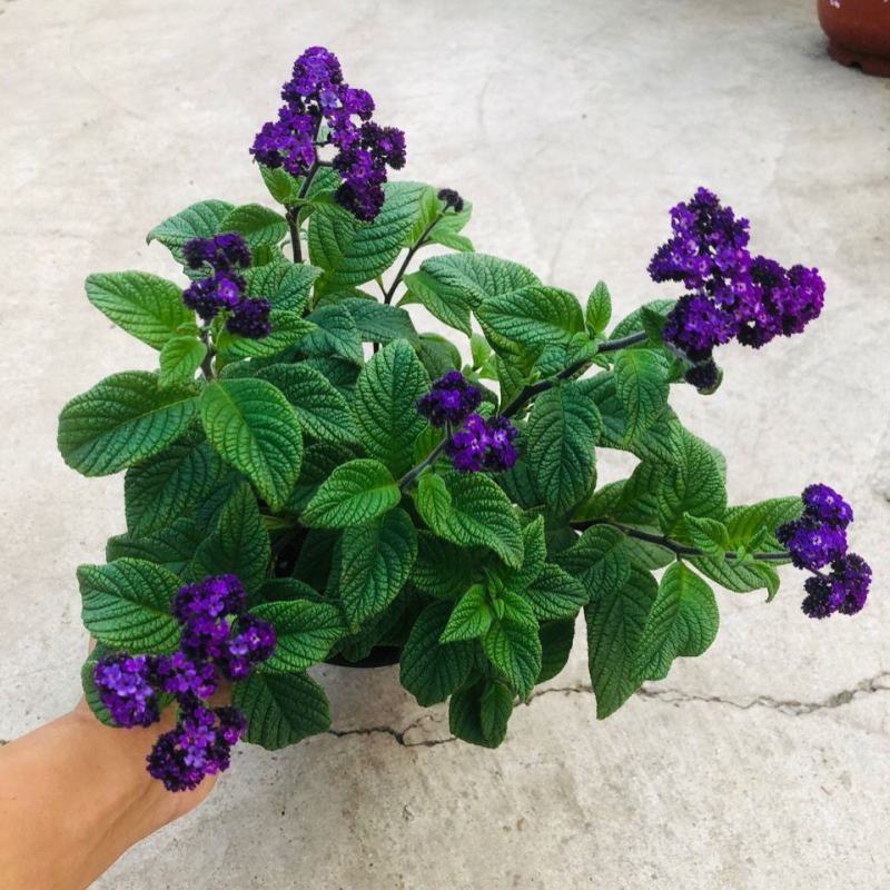 香水草盆栽芳香四季驱蚊花卉大苗室内庭院阳台植物蓝香草
