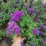 香水草盆栽芳香四季驱蚊花卉大苗室内庭院阳台植物蓝香草