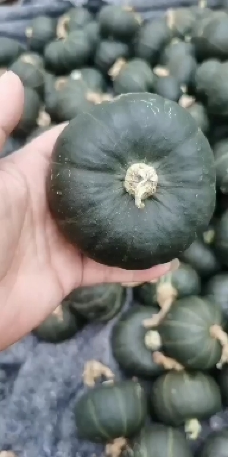 精品贝贝，干洗各种精品小贝贝量大可长期供货对接全国客商