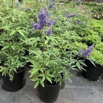 穗花牡荆花苗盆栽花卉树状薰衣草耐热耐寒阳台花园庭院绿植物