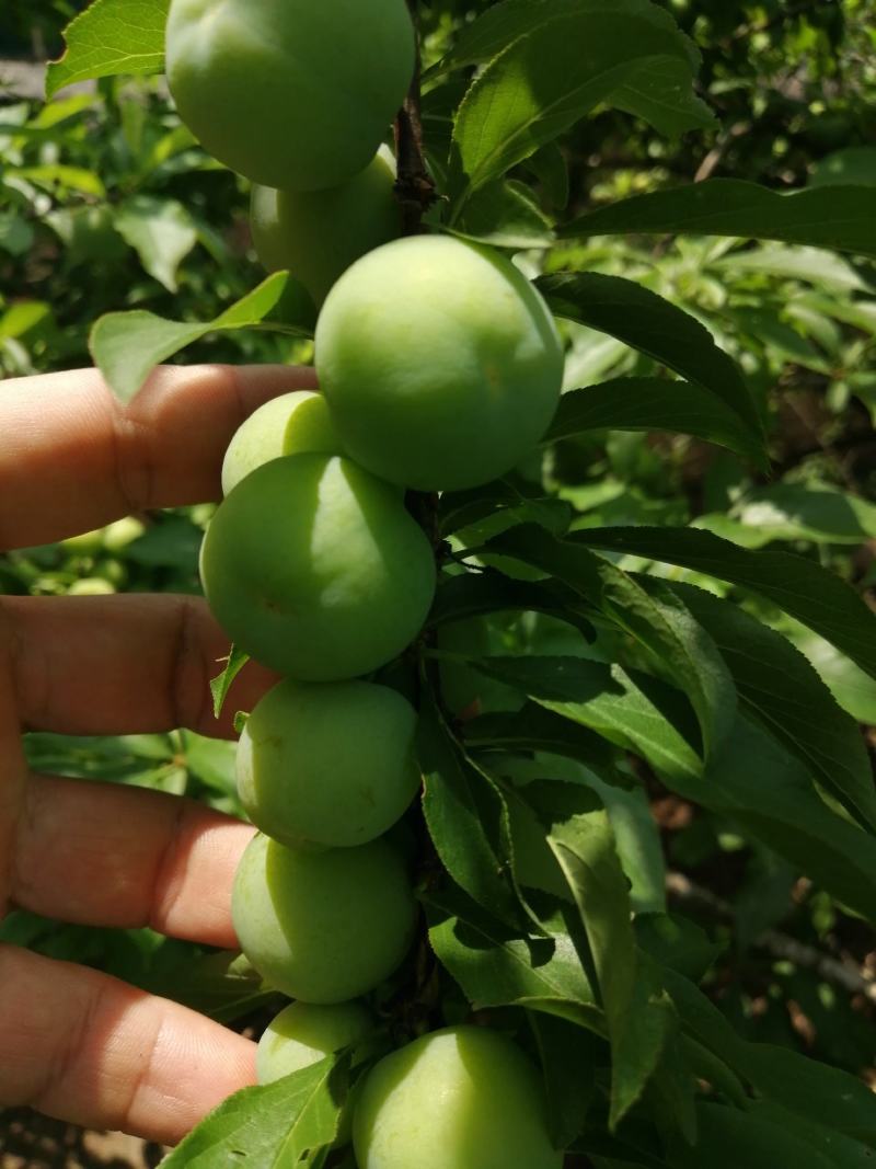 云南西双版纳三月李