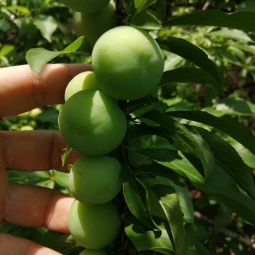 云南西双版纳三月李