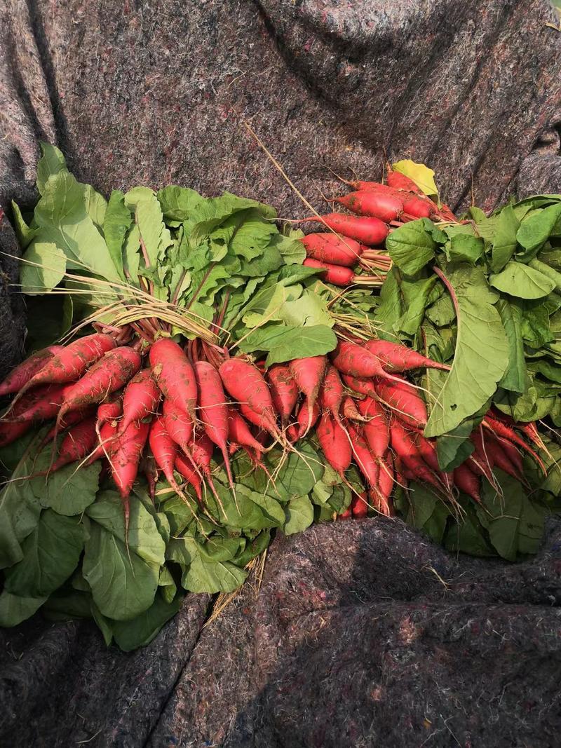 山东优质精品水萝卜，大红水萝卜，颜色红。条形直可代发货源