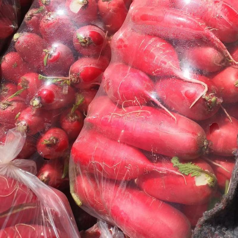 山东优质精品水萝卜，大红水萝卜，颜色红。条形直可代发货源