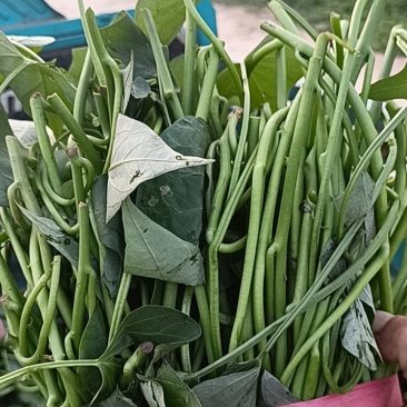 本地西瓜红大田苗，成活率高质量好。龙薯九，商薯19