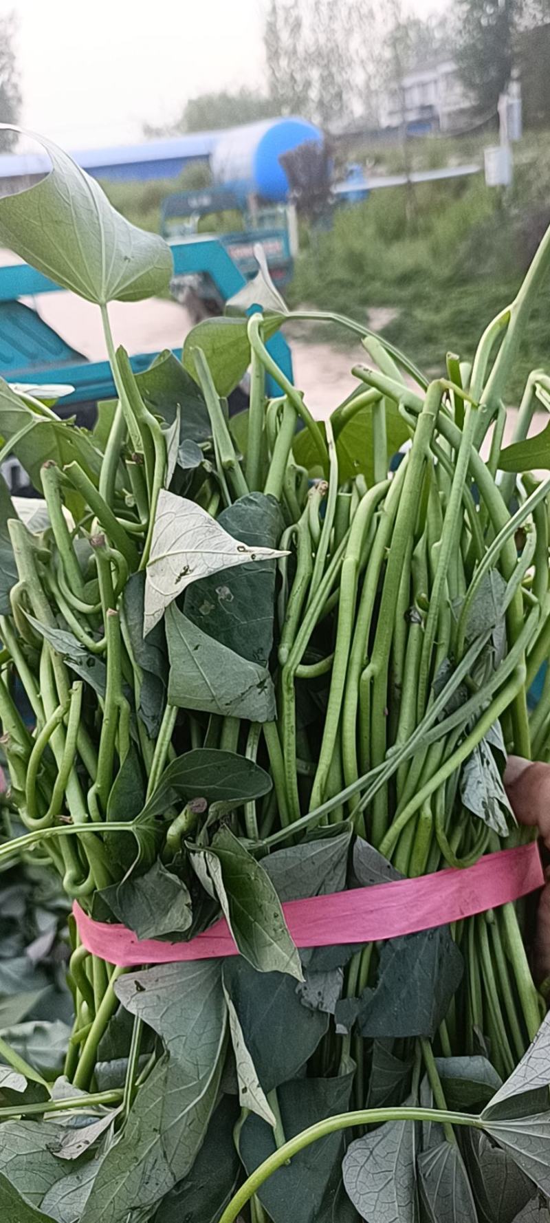本地西瓜红大田苗，成活率高质量好。龙薯九，商薯19