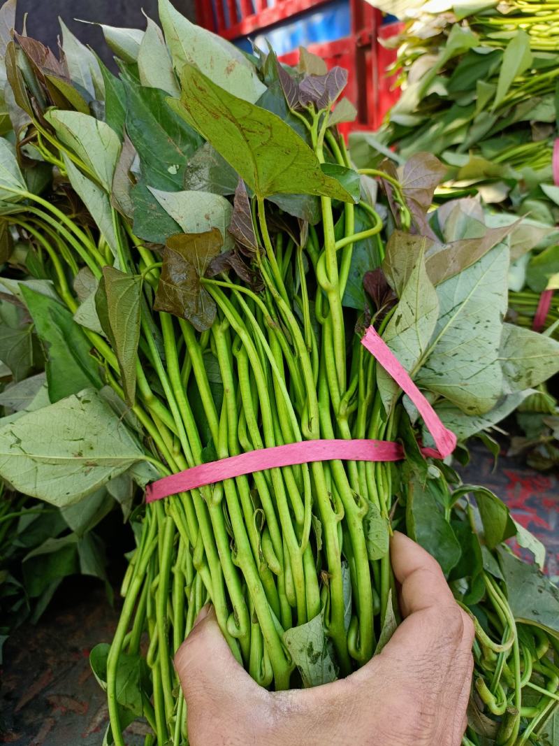 本地西瓜红大田苗，成活率高质量好。龙薯九，商薯19