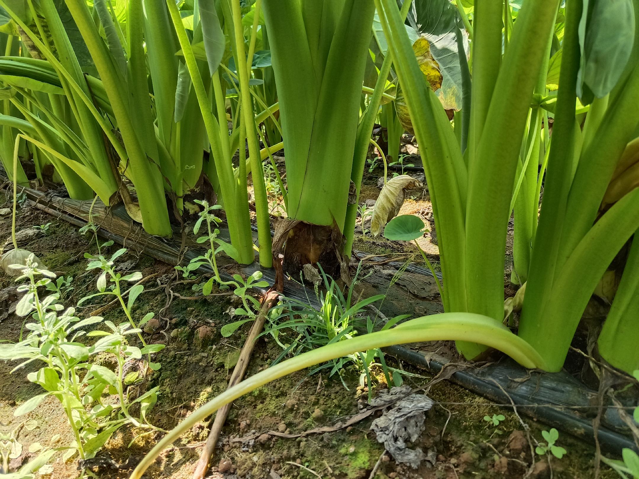 芋头生长周期示意图