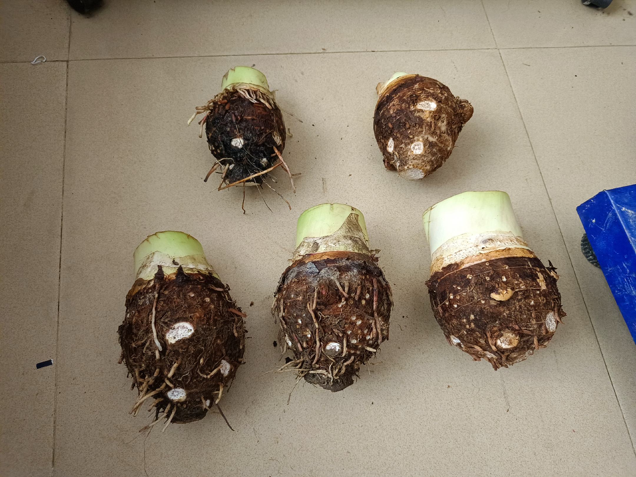 一个完整的槟榔芋根茎,呈椭圆形或长卵形,表皮为棕褐色带有细密纤维状根痕,顶部有明显的紫色芽点,整体尺寸较大,长度约25厘米,直径约12厘米,旁边放置一把尺子作为比例参照 槟榔芋整体外观特写