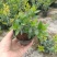 香桃木苗爱神木阳台庭院花卉香草小盆栽苗常绿植物