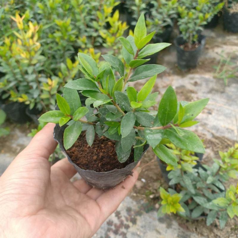 香桃木苗爱神木阳台庭院花卉香草小盆栽苗常绿植物