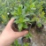 香桃木苗爱神木阳台庭院花卉香草小盆栽苗常绿植物