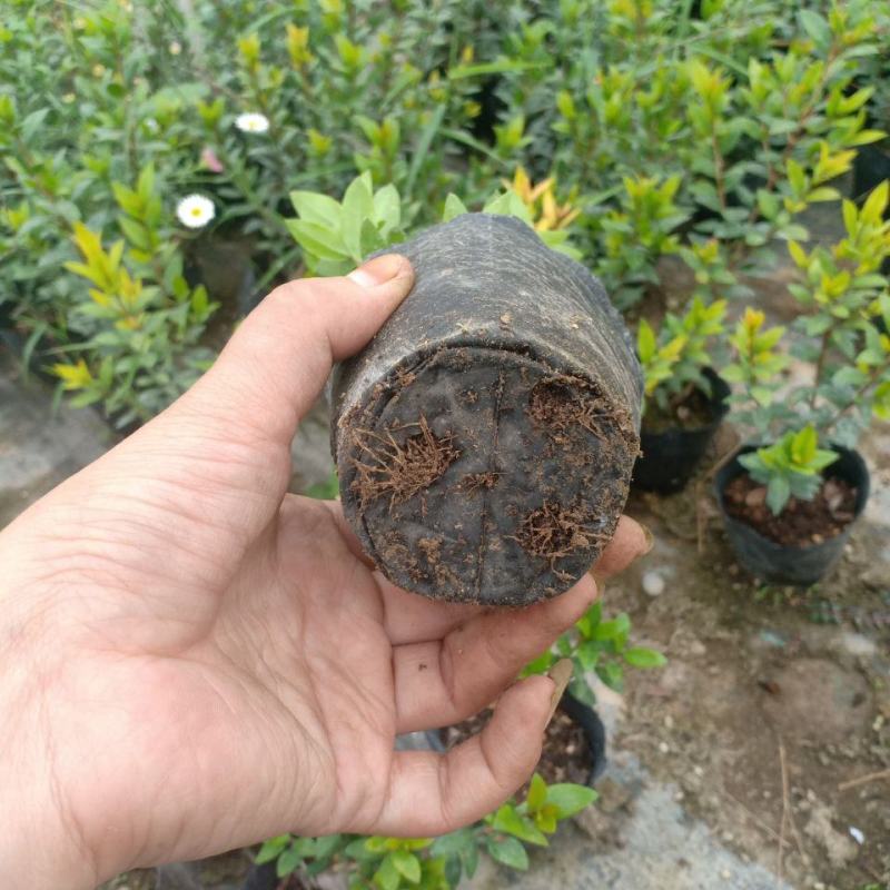 香桃木苗爱神木阳台庭院花卉香草小盆栽苗常绿植物