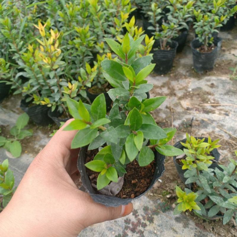 香桃木苗爱神木阳台庭院花卉香草小盆栽苗常绿植物