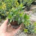 香桃木苗爱神木阳台庭院花卉香草小盆栽苗常绿植物