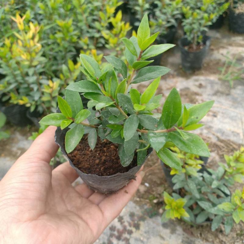香桃木苗爱神木阳台庭院花卉香草小盆栽苗常绿植物