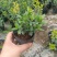 香桃木苗爱神木阳台庭院花卉香草小盆栽苗常绿植物