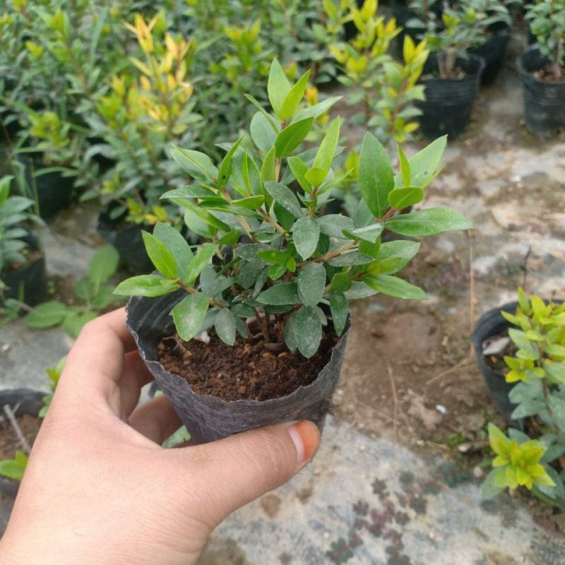 香桃木苗爱神木阳台庭院花卉香草小盆栽苗常绿植物