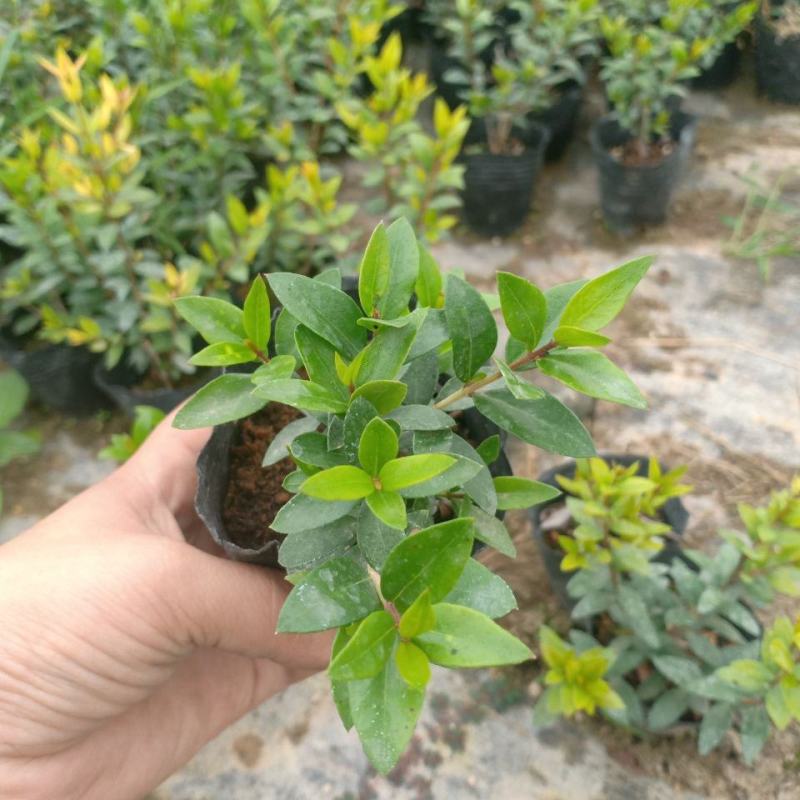 香桃木苗爱神木阳台庭院花卉香草小盆栽苗常绿植物