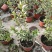 香桃木苗爱神木阳台庭院花卉香草小盆栽苗常绿植物