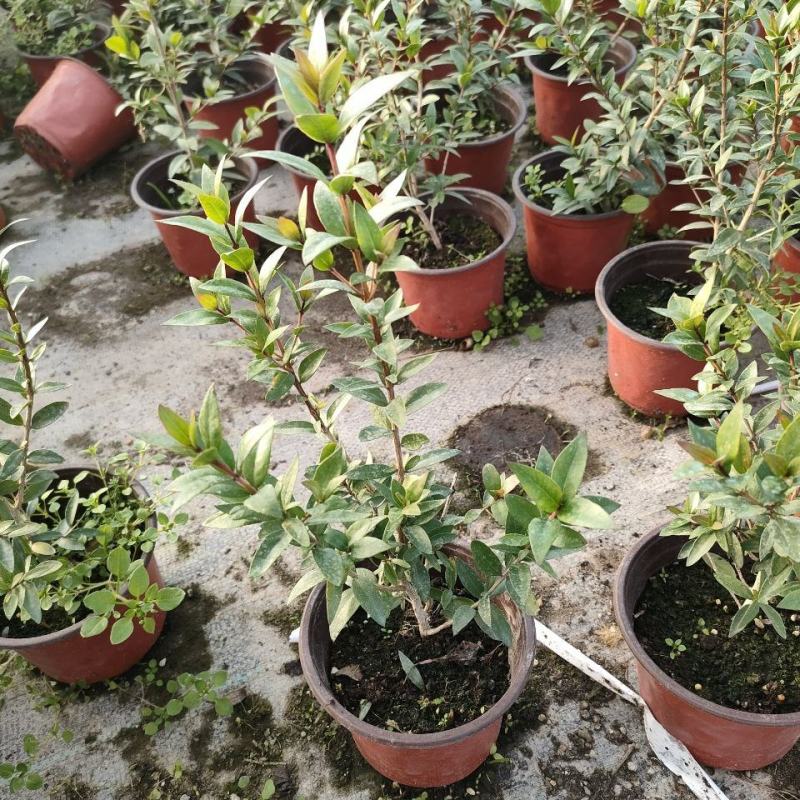 香桃木苗爱神木阳台庭院花卉香草小盆栽苗常绿植物