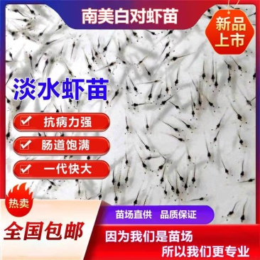 南美白对虾苗南美白对虾虾苗一代苗可淡化淡水养殖虾苗