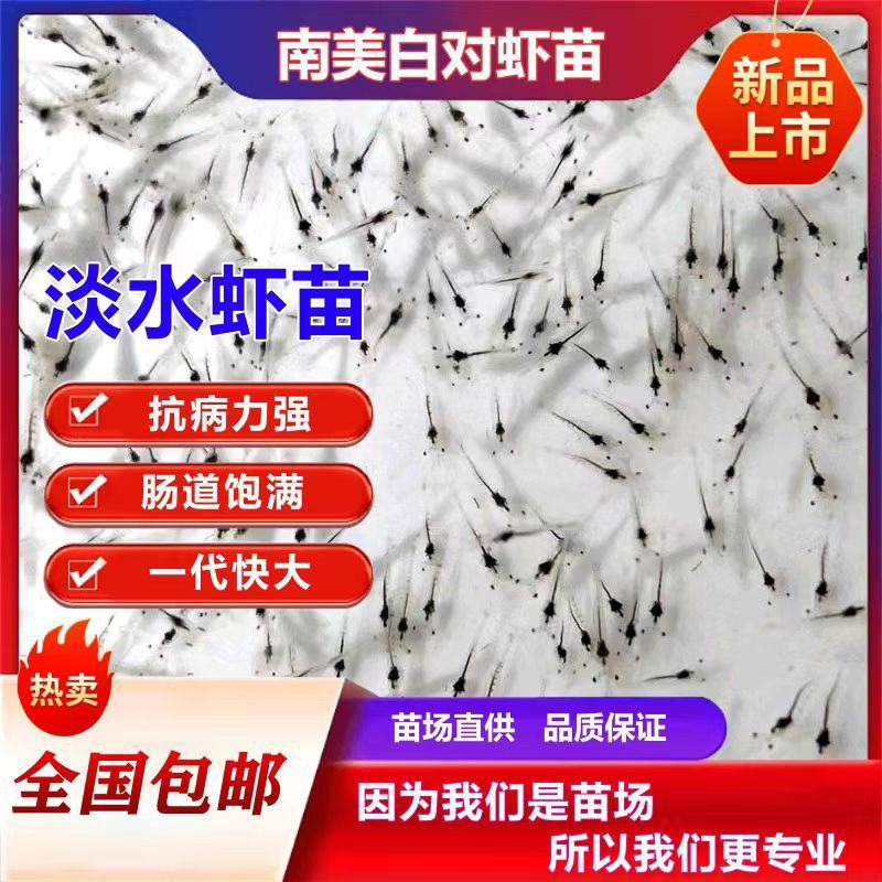 南美白对虾苗南美白对虾虾苗一代苗可淡化淡水养殖虾苗