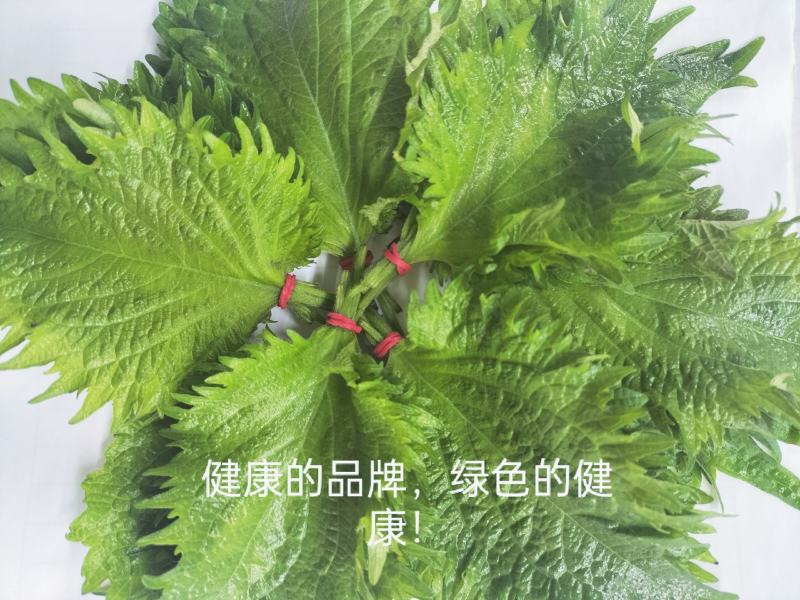 紫苏叶