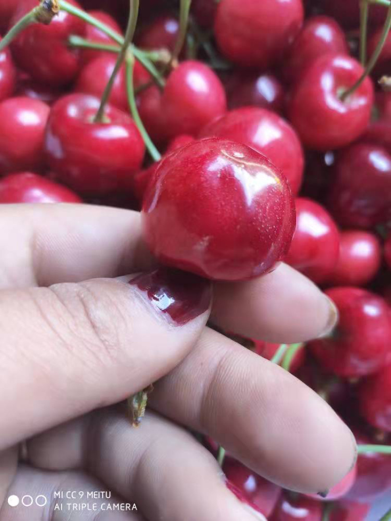 樱桃