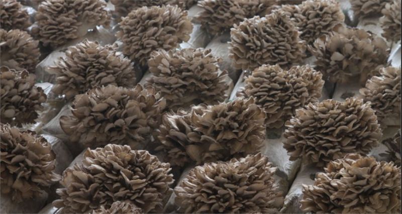 【优选】灰树花提取和打粉原料品质保障可全国发货