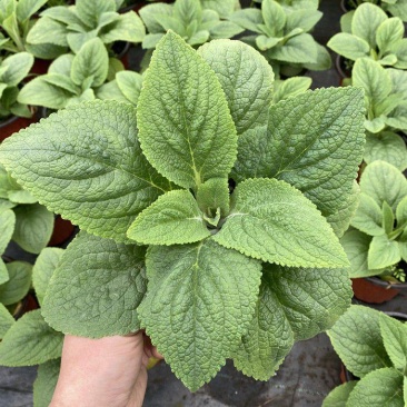 毛地黄花苗盆栽易种耐寒绿植庭院花镜宿根观花植物民宿花草