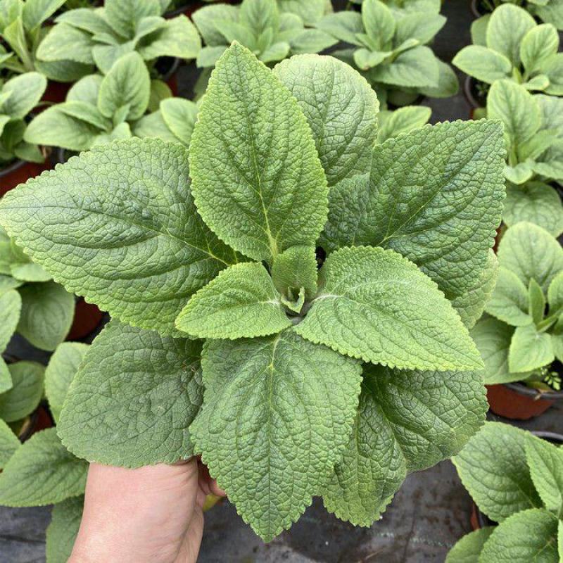 毛地黄花苗盆栽易种耐寒绿植庭院花镜宿根观花植物民宿花草