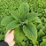 毛地黄花苗盆栽易种耐寒绿植庭院花镜宿根观花植物民宿花草