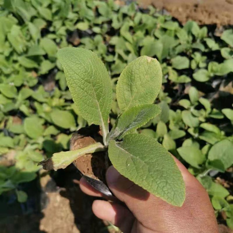 毛地黄花苗盆栽易种耐寒绿植庭院花镜宿根观花植物民宿花草